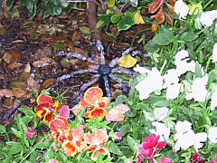  Irrigation Project - Residential Flower Bed Sprinklers 