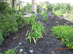 Landscaping Project - Mulch Bed with Foliage 
